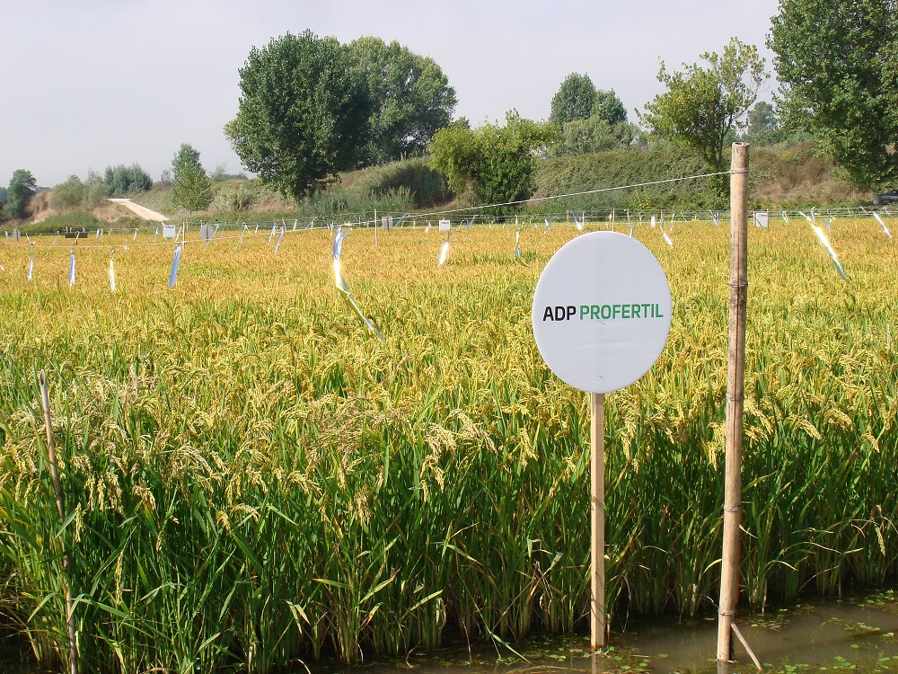 Dia de Campo de Arroz (2)