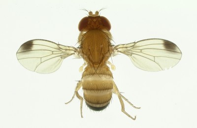 Drosophila S8_macho