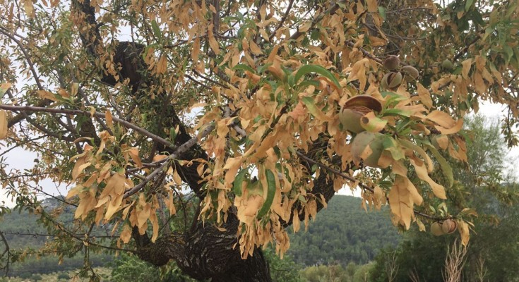 xylella - almond tree