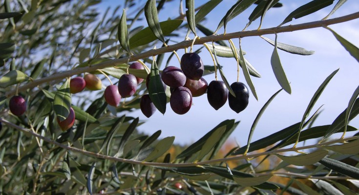 olives-287687_1920