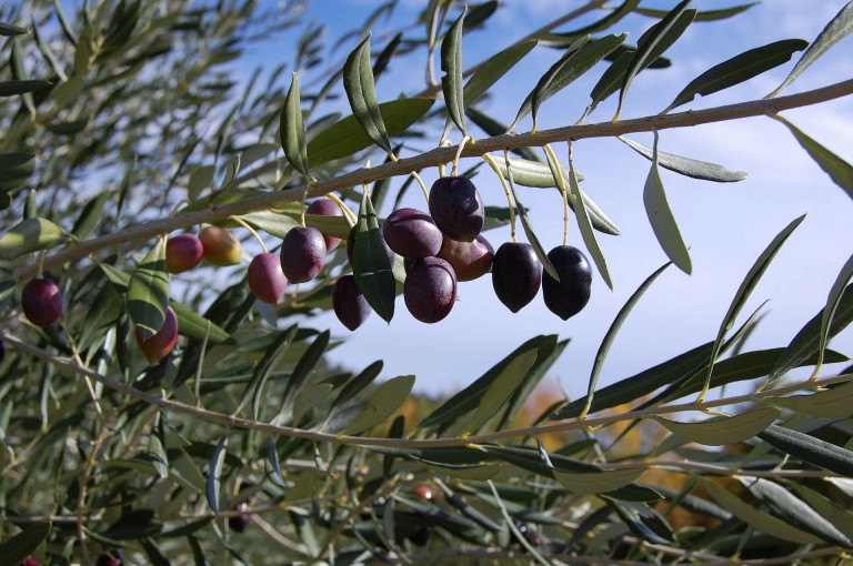 olives-287687_1920