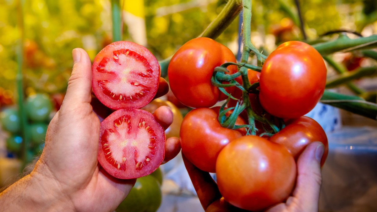 Tomate-rama-detalhe_1200x675