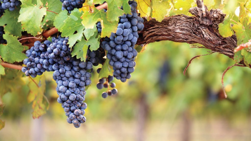 VinhaUvaPretaDetalhe_1200x675a