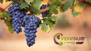 Vidivinum_UPL