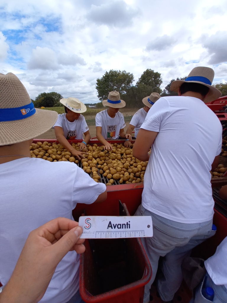 Colheita da variedade Avanti na Agroglobal 2021_2