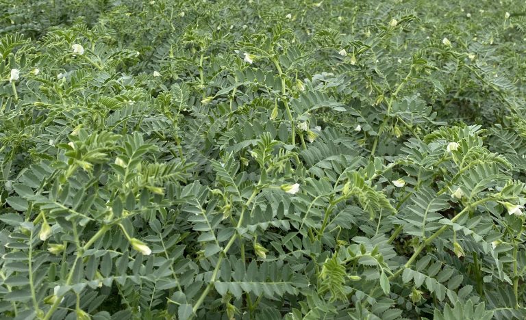 campo grão Casal Vouga