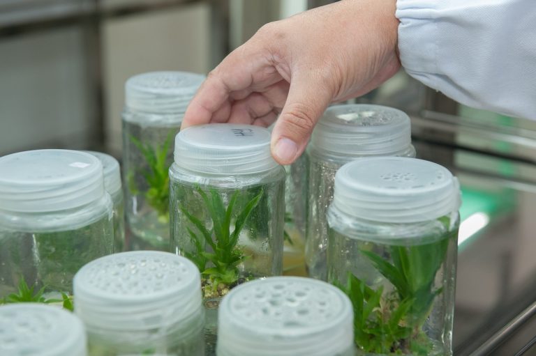 plant-tissue-culture-facility-2223464_1280