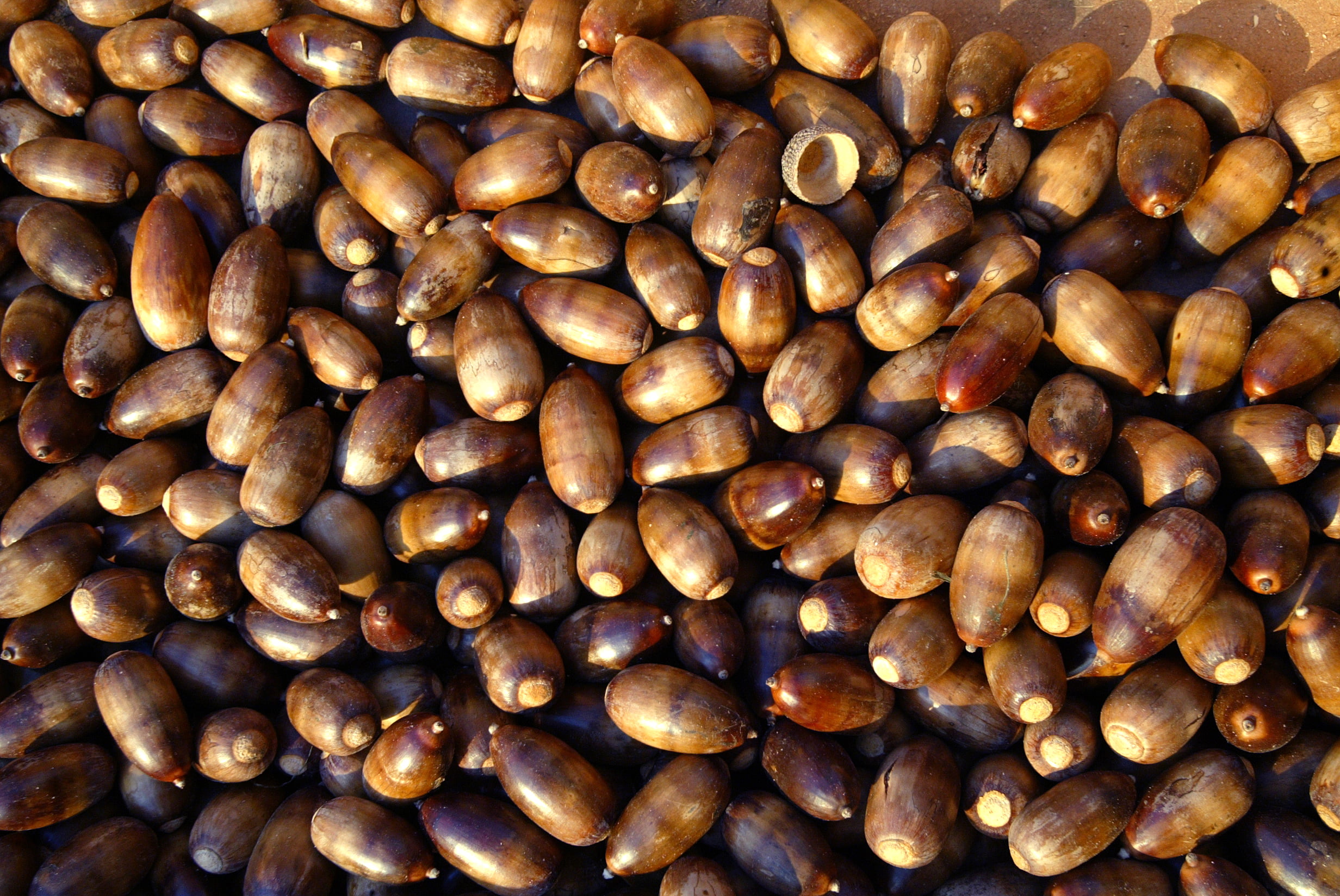 V Conferência ibérica sobre a bolota em Março FLFRevista