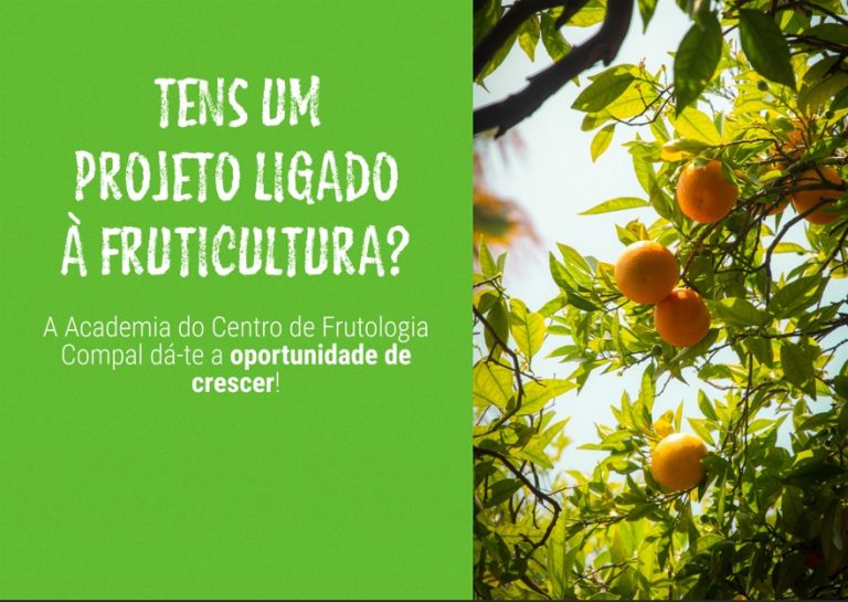 noticia web