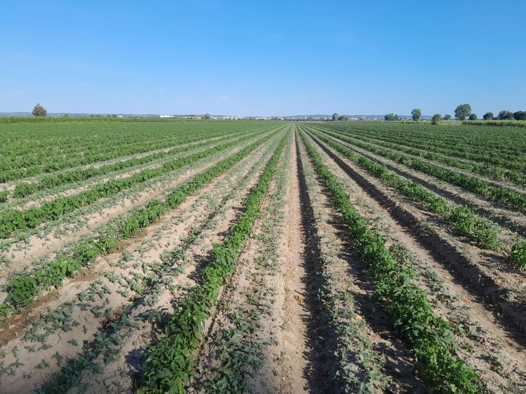 hortícolas