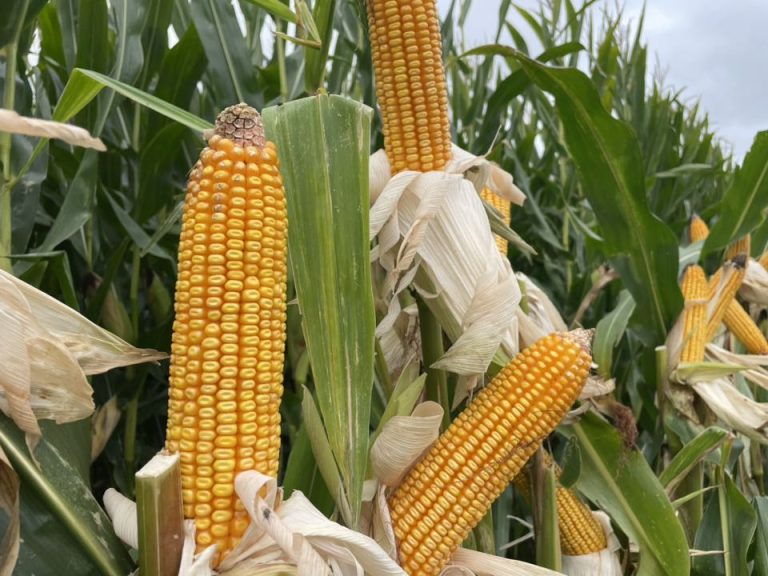 547011033_1435439034718751_4937561693012677056_n