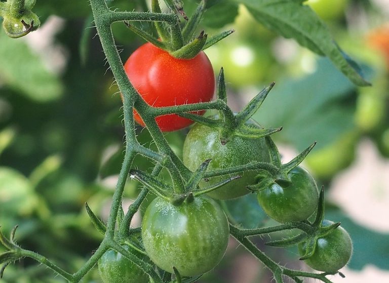 cocktail-tomatoes-7461032_1280