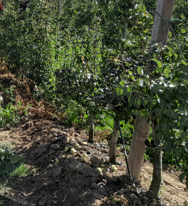 gota-a-gota em pereira1